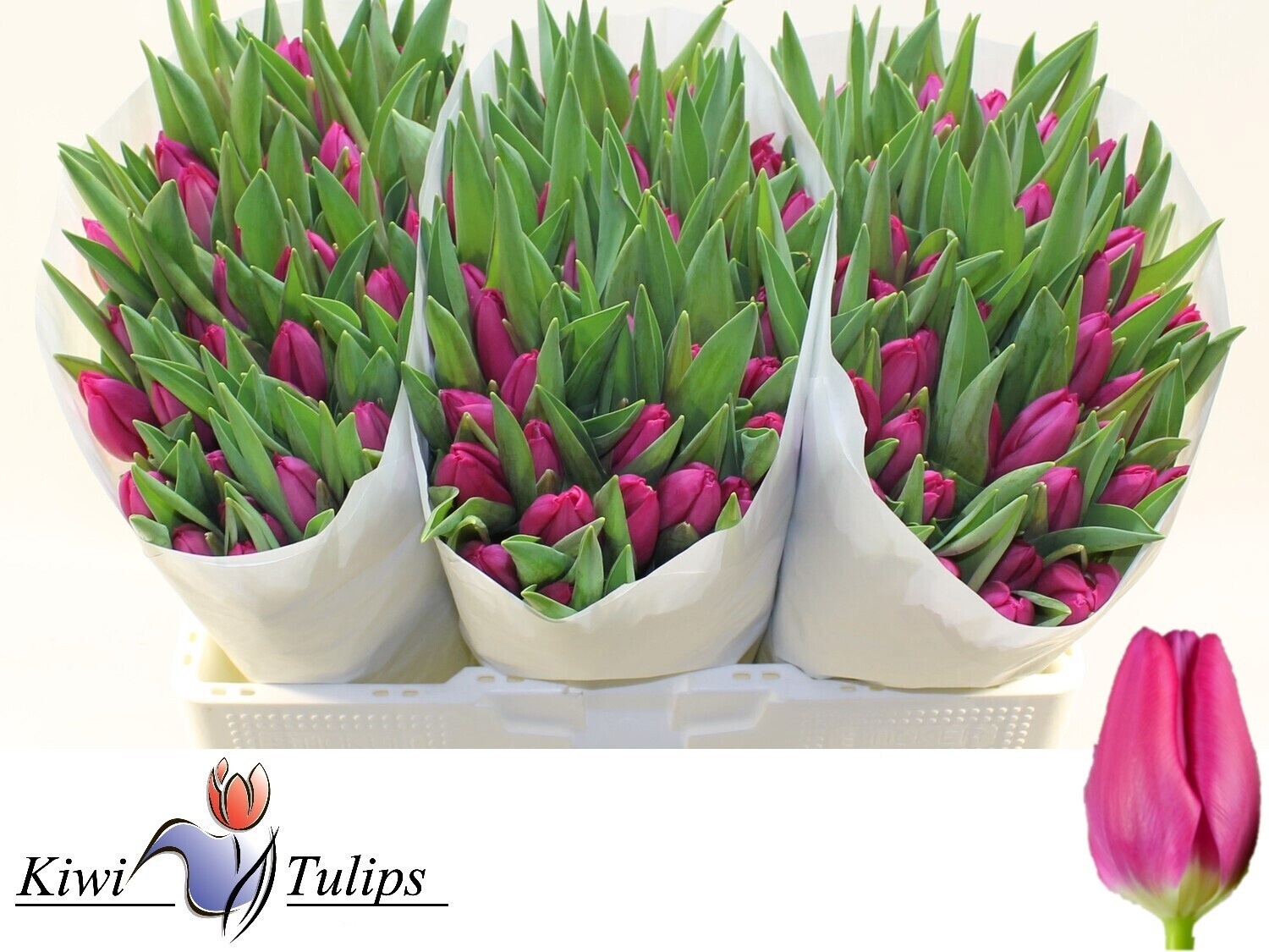 Тюльпан од. Пинк Ардур (ярко-роз.), шт.