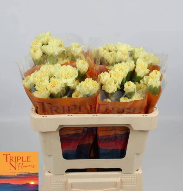 Диантус од. Гермес, шт.