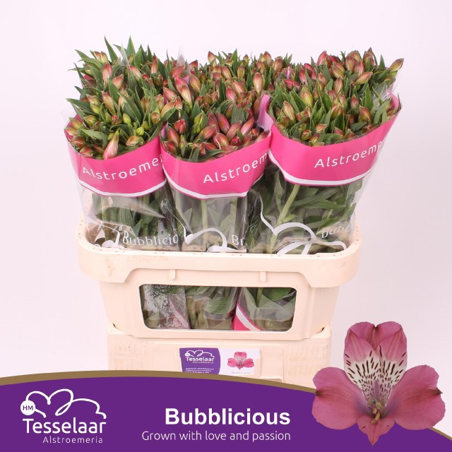 Альстромерия Баблишес, шт.