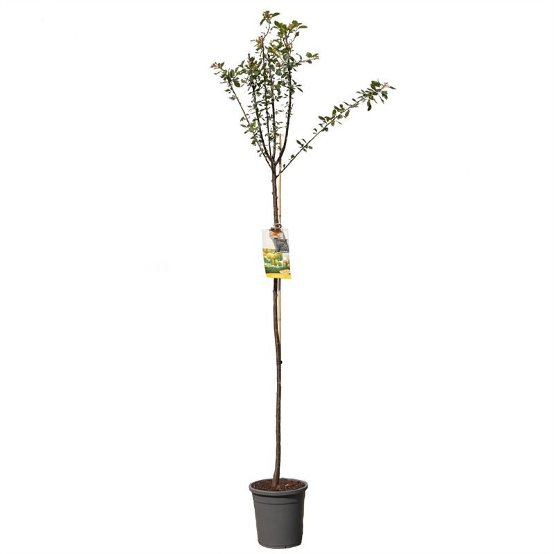 Prunus dom. Mirab. de Nancy hoog Gele pruim, D 31