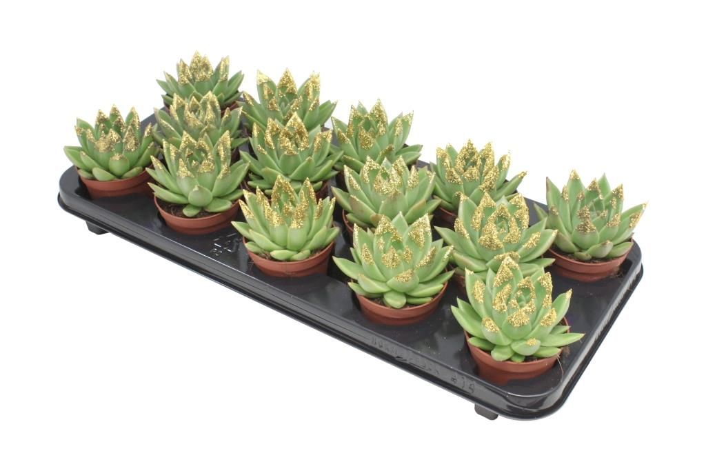 Miranda + gold Natureglit® points, D 8,5 cm