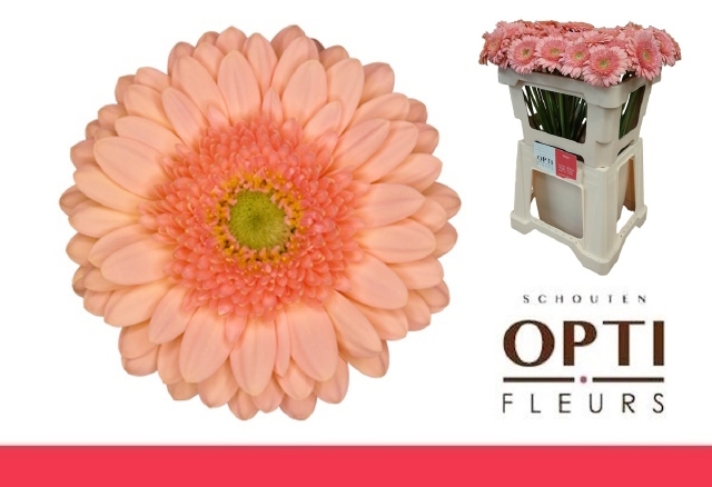 Гермини Айс Крим, шт.