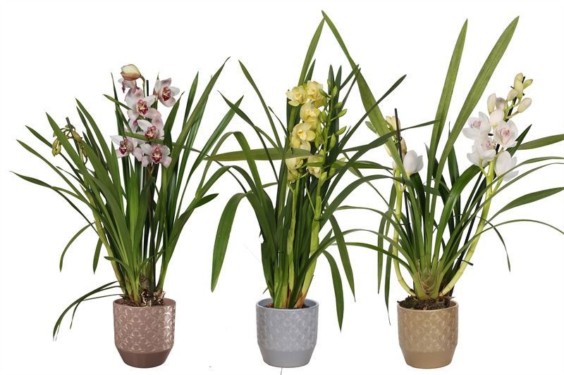Tirza p12 peacock luxury mix Cymbidium mix 2T, D 12