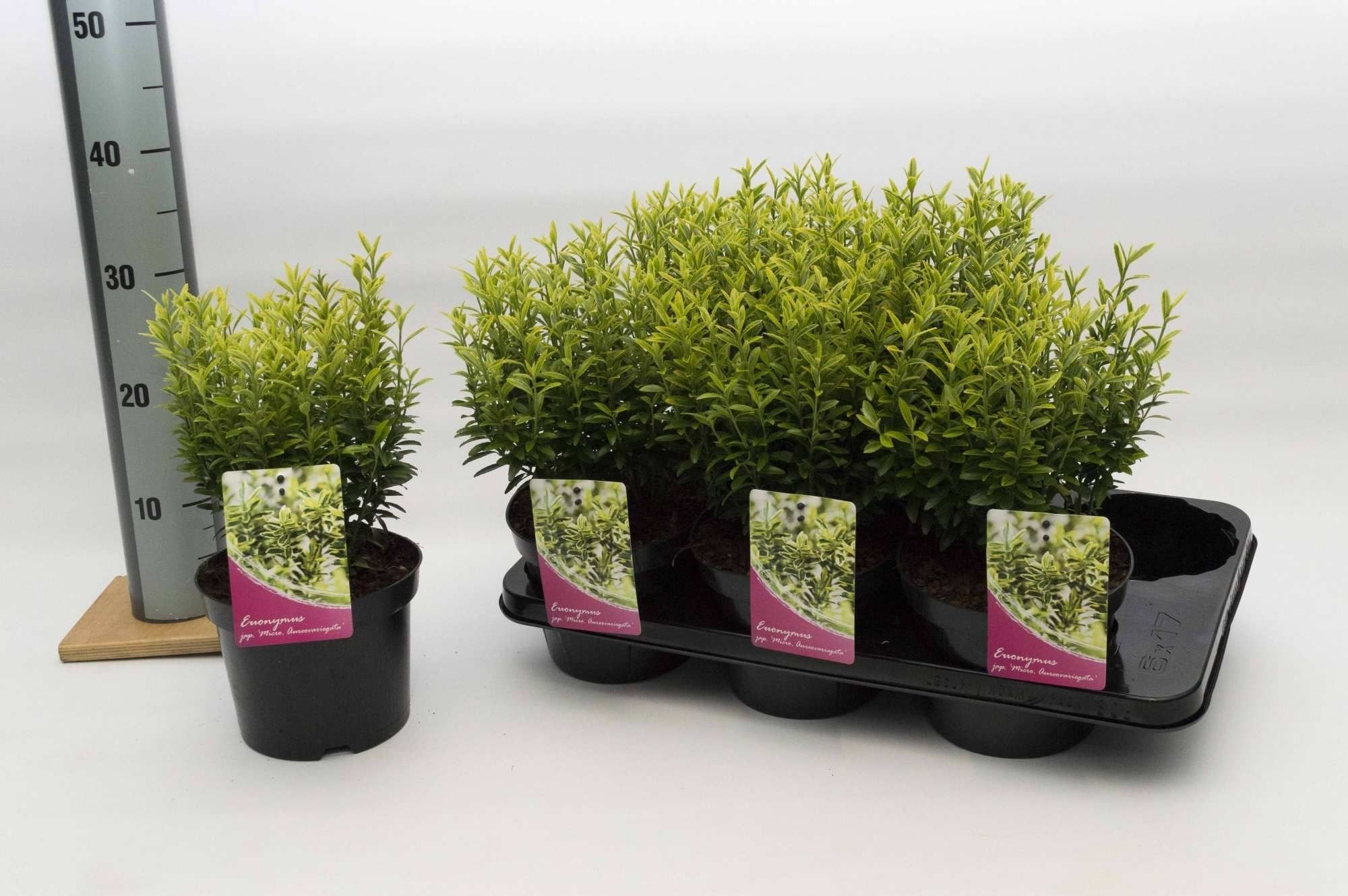 Euonymus jap. Micro Aureovariegata, D 17