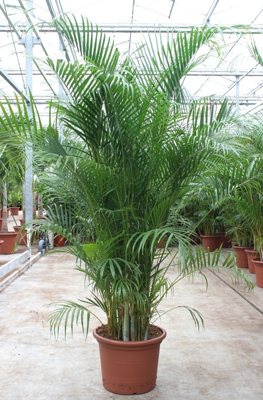Dypsis lutescens (Areca), D 50