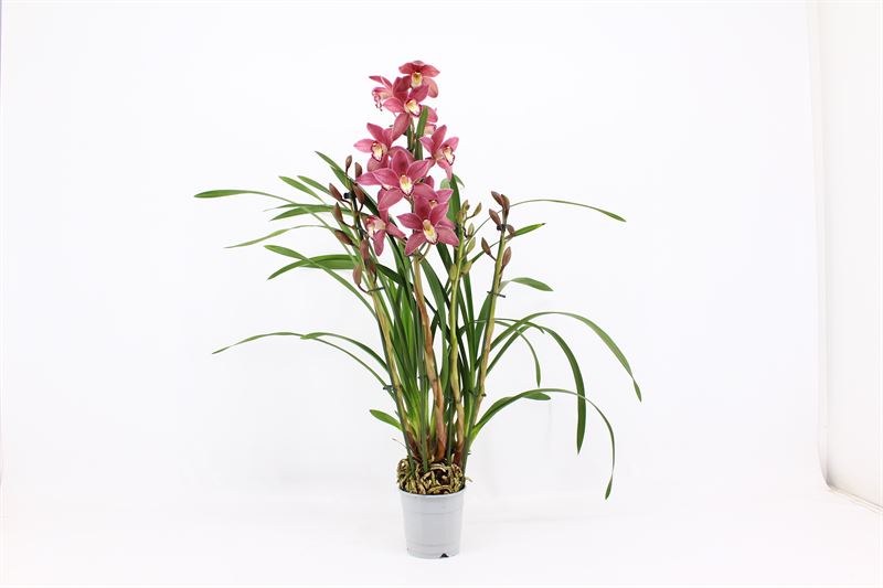Cymbidium p12 Pearl Flor 4T20+, D 12