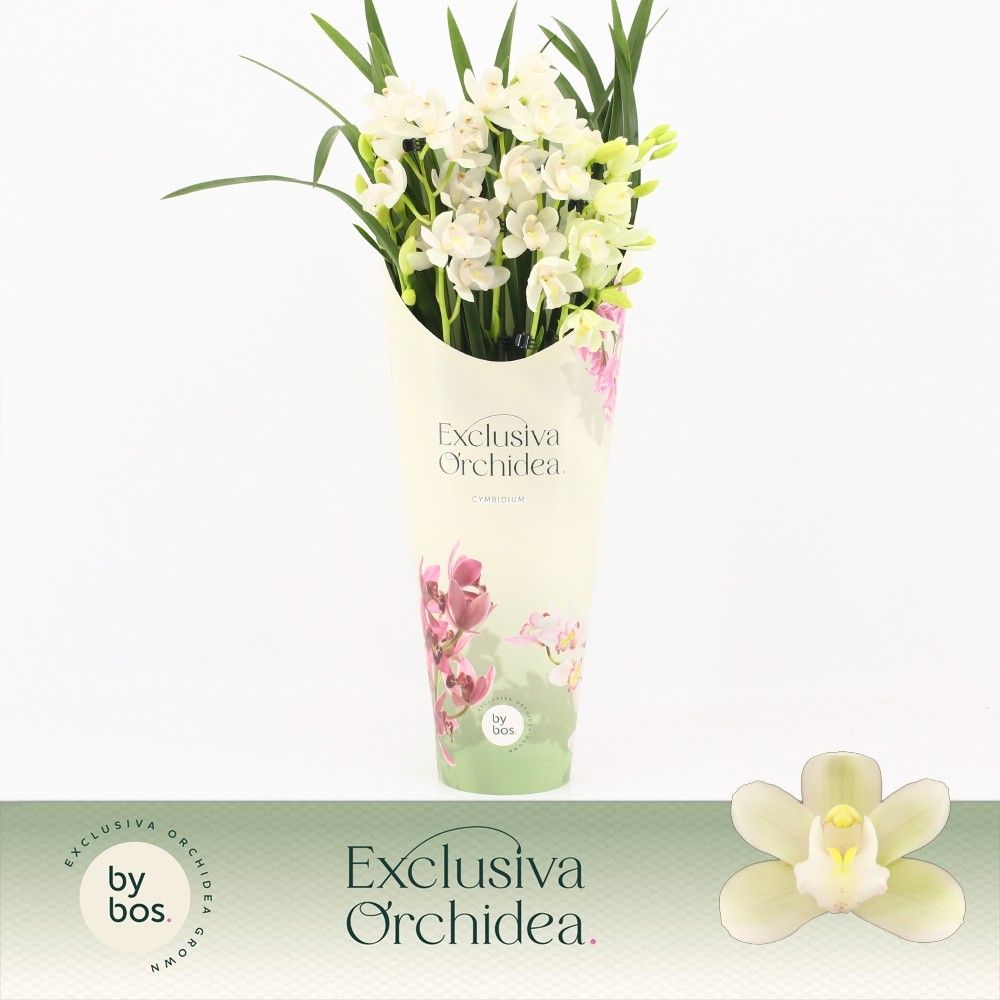 Cymbidium, Ice Dance 5-spike P14 'Exclusiva Orchidea' Potcover, D 14
