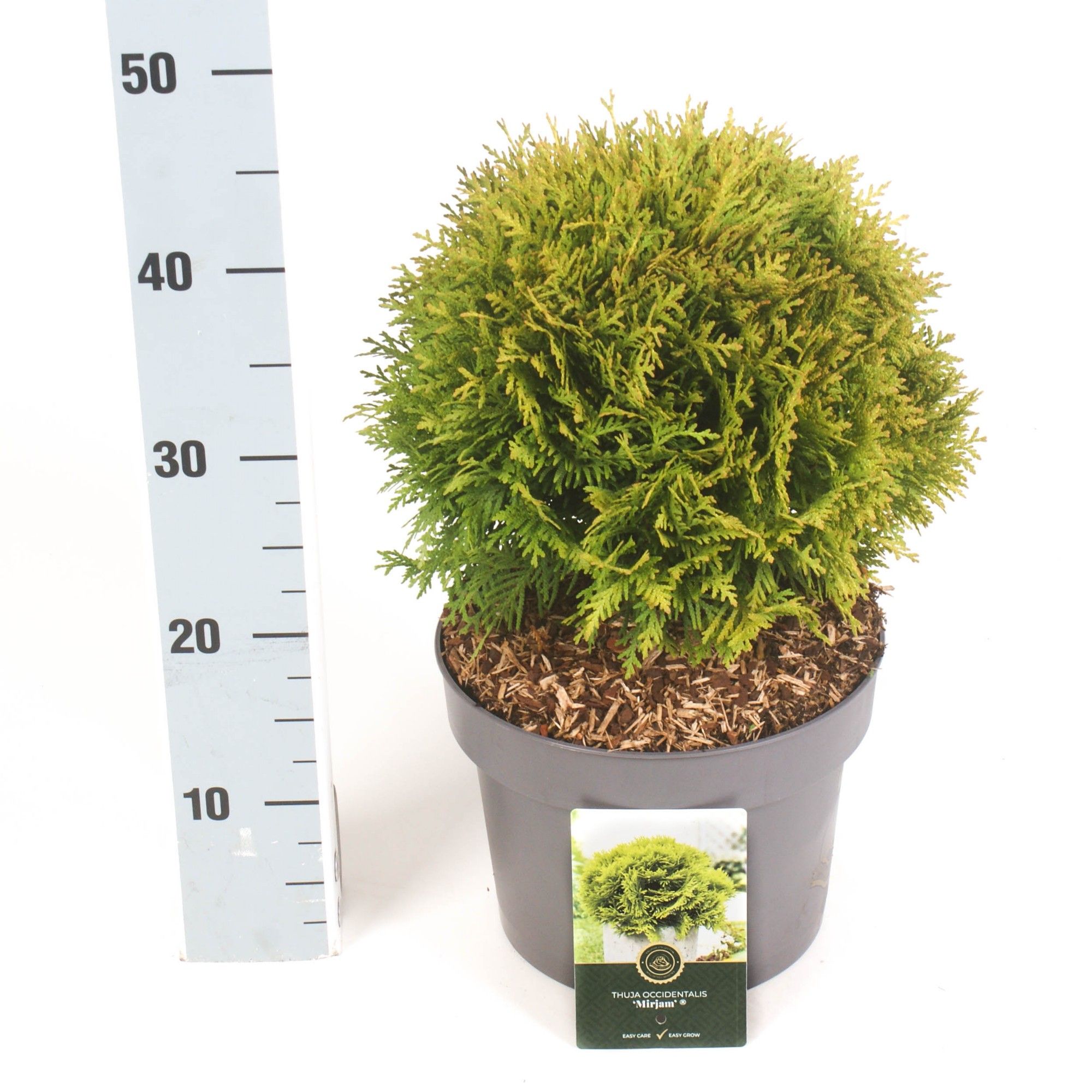 Thuja o. 'Mirjam'®, D 23