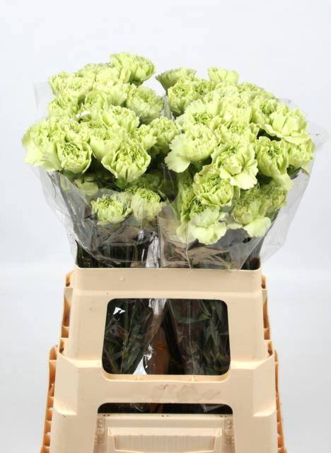 Диантус од. Селтик Грин, шт.