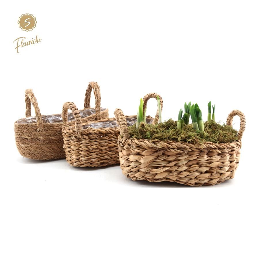 (3703) Narcissus Hamar Oval 3PP Mos, D 26 cm