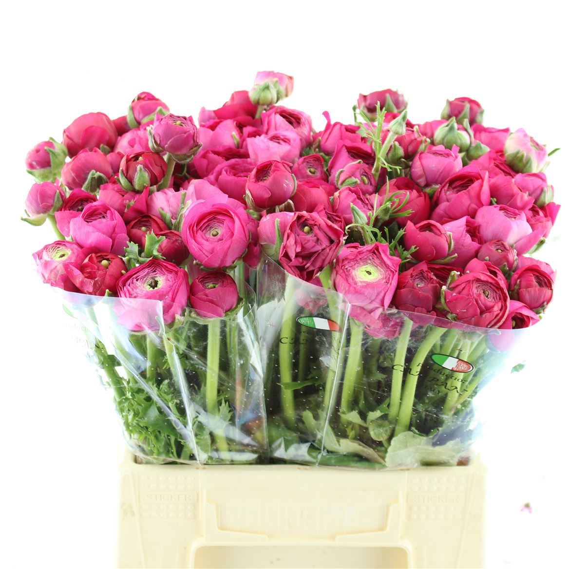Ранункулус Элеганс Хот Пинк 40, шт.