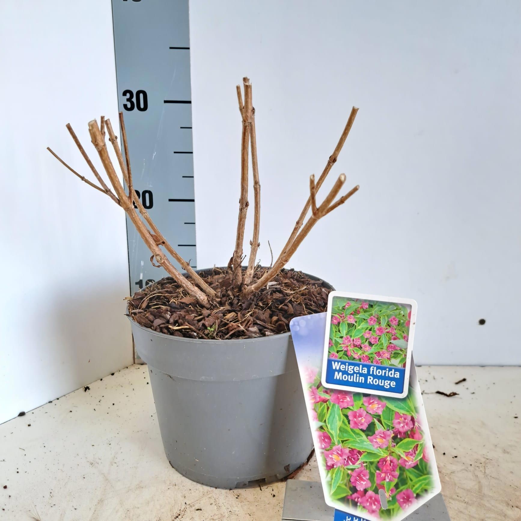 Weigela florida 'Brigela' PBR, D 17