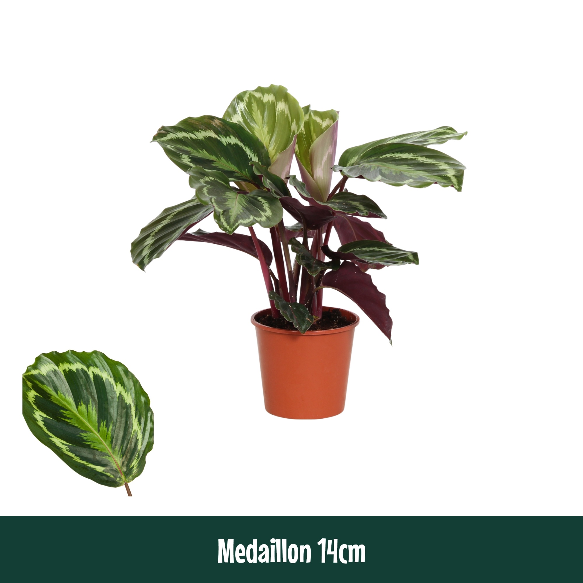 Calathea 14cm Medaillon - Living, D 14