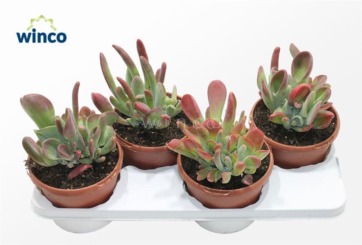 Kalanchoe Oricula (red), D 17