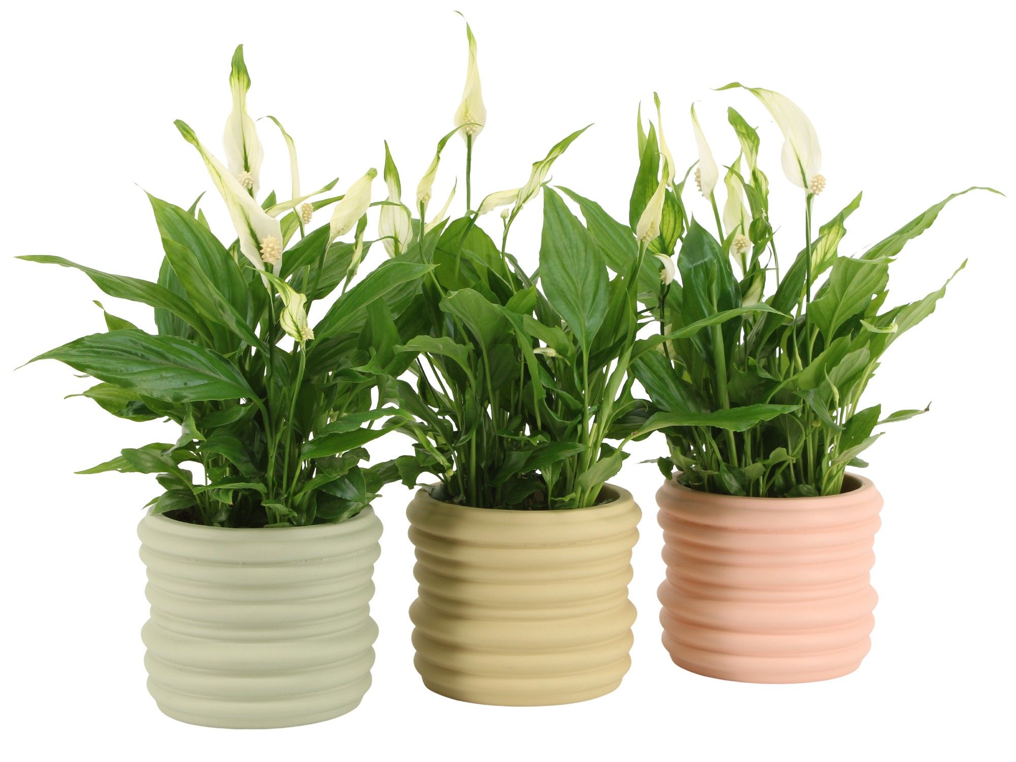 7502480: Solutionss Contradiction, D 10,5