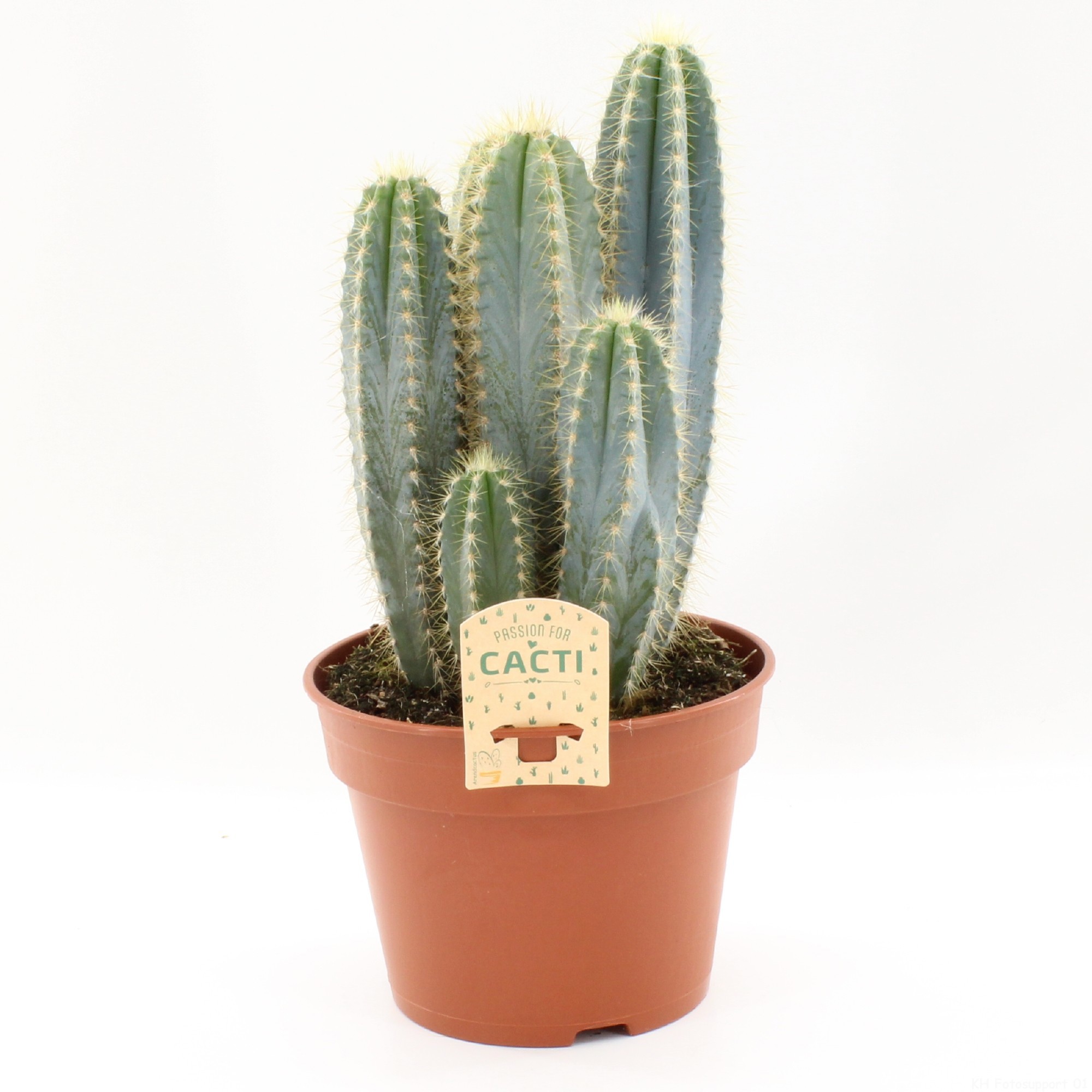 Pilosocereus pachycladus, D 17