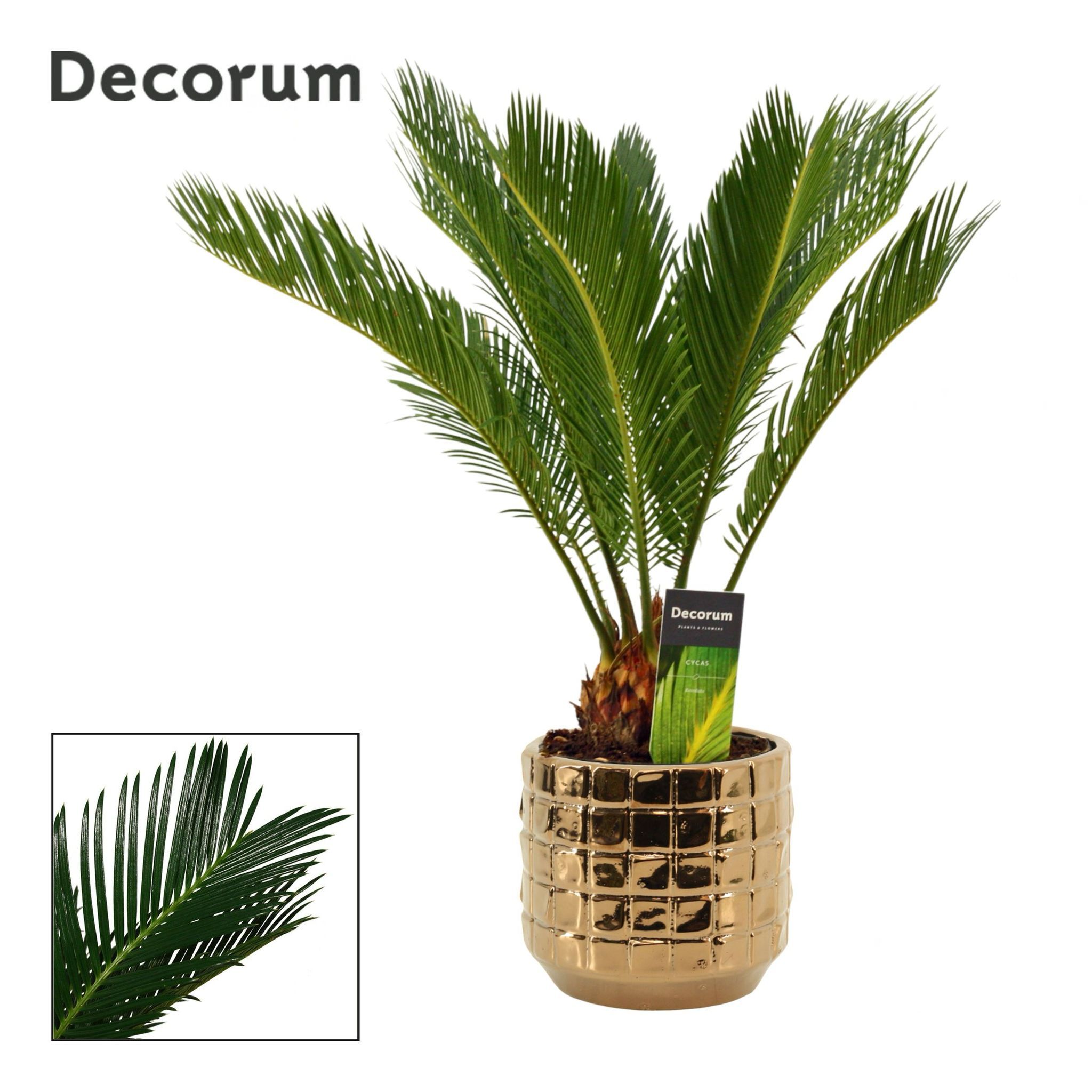 Cycas revoluta 12 cm, 6+ veren in Janneke (Top Blend-Collection), D 12 cm Cycas revoluta 12 cm, 6+ veren in Janneke (Top Blend-Collection), D 12 cm