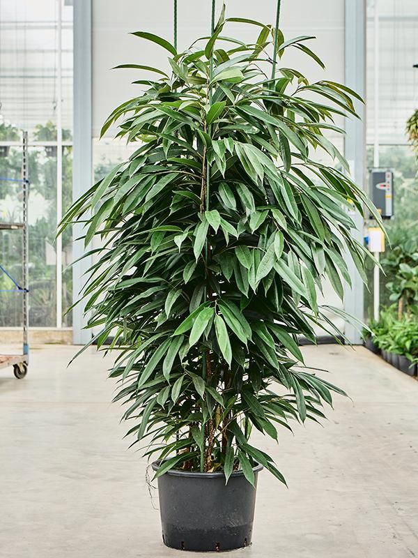 Ficus binnendijkii 'Amstel King', D 32 cm