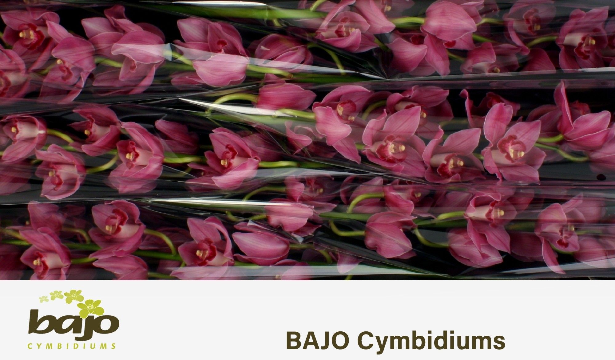 Цимбидиум Валентина x6 70, шт.