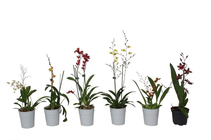 Orchideeen p09 mix 1T, D 9