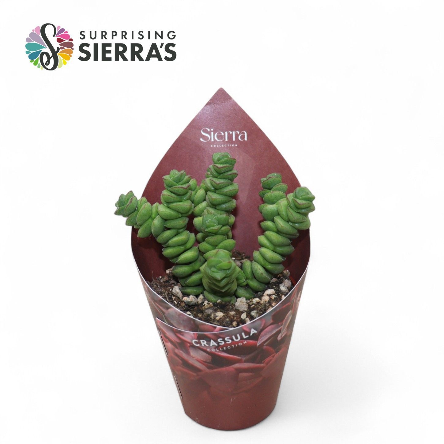 Crassula Marneriana Jade (Sierra), D 8,5 cm