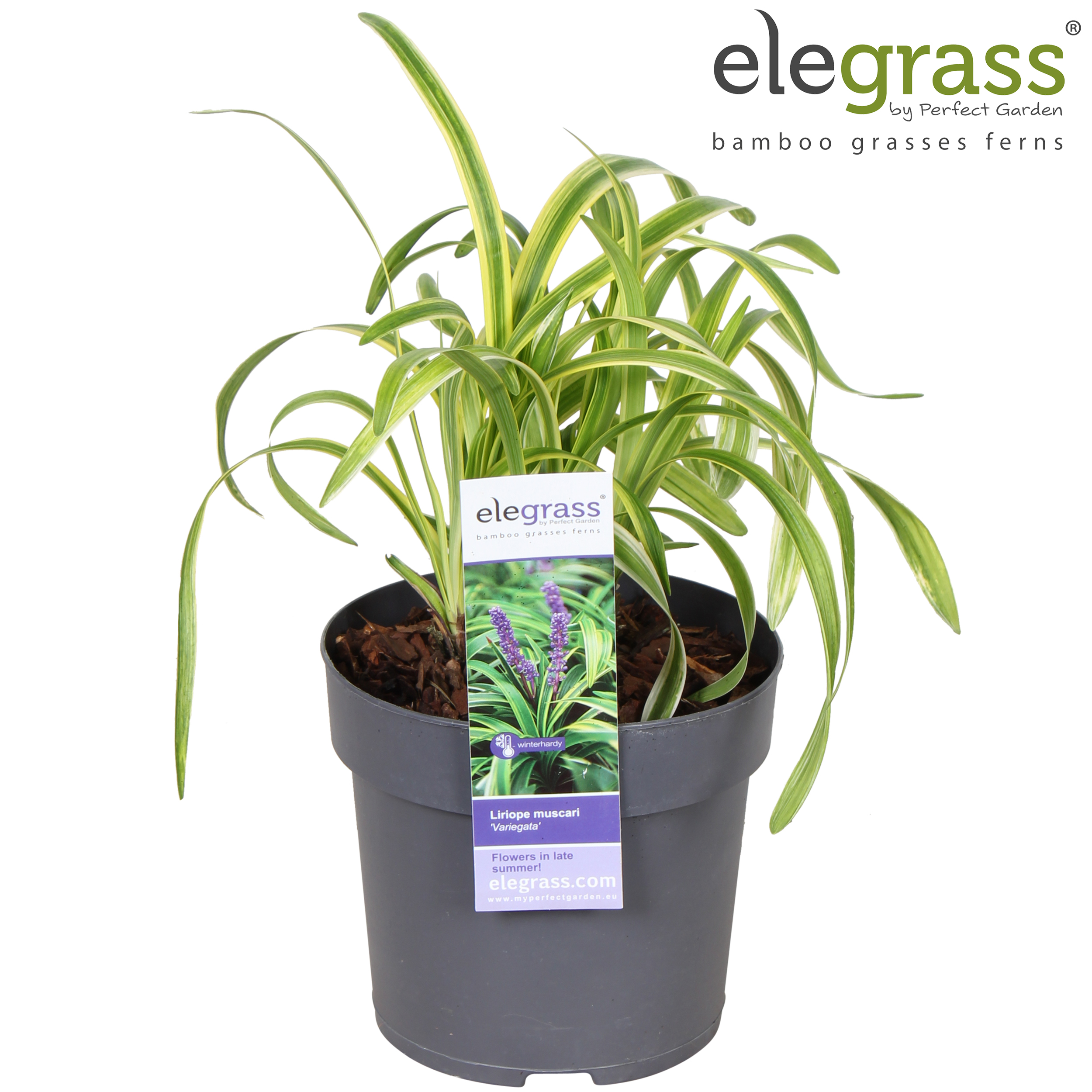 Liriope muscari 'Variegata' P14, D 14