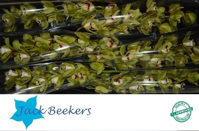 Цимбидиум Мачтелд x6 80, шт.