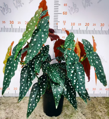 Бегониа а-граде траут 18 60