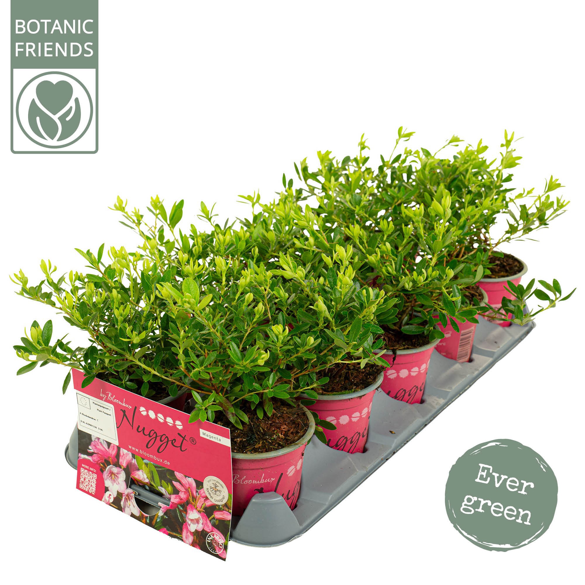 Rhododendron 'Bloombux' Magenta, D 10,5