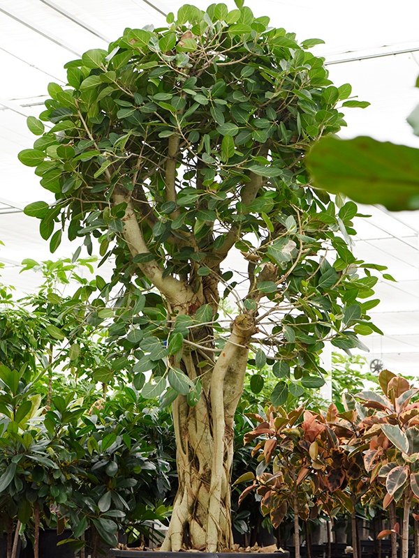 Ficus benghalensis, D 96 cm