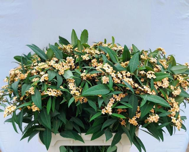 Эуфорбия куст. Коньяк Барон 80, шт.