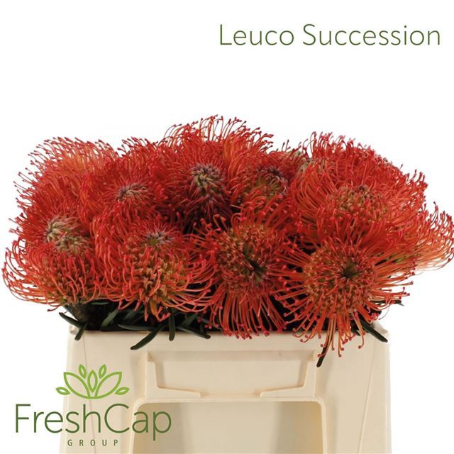 Нутанс Саксешн 35 (красн.), шт.