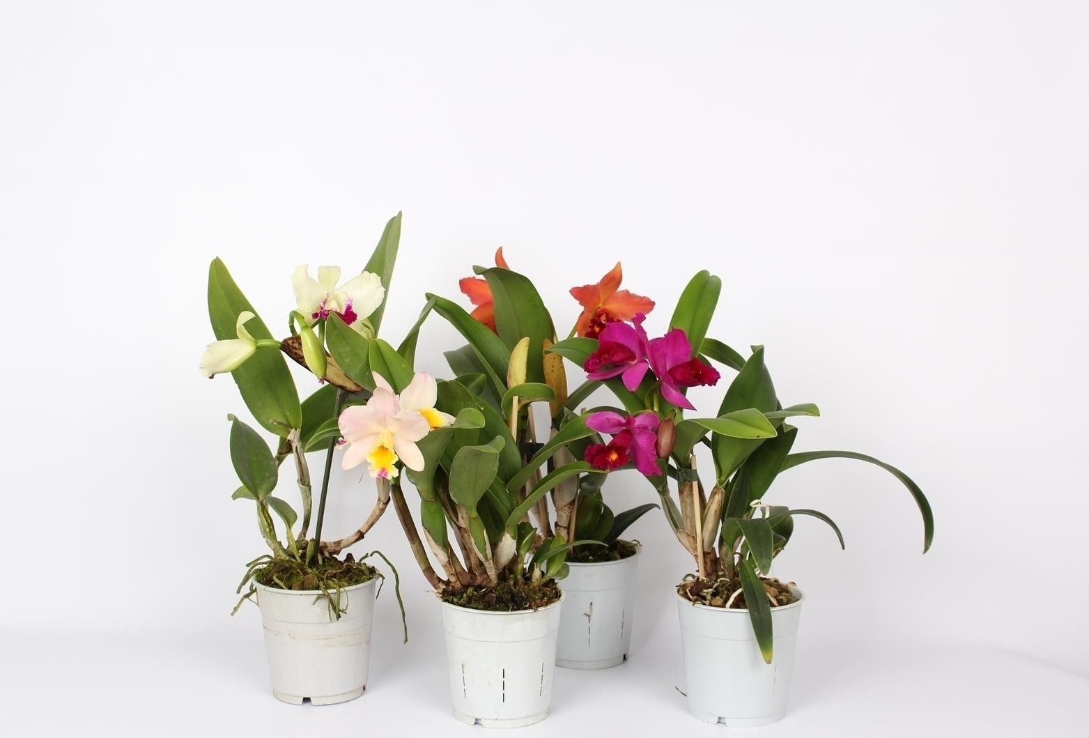 Cattleya kleinbloemig mix 1 tak 3+ knop 12 cm, D 12 cm