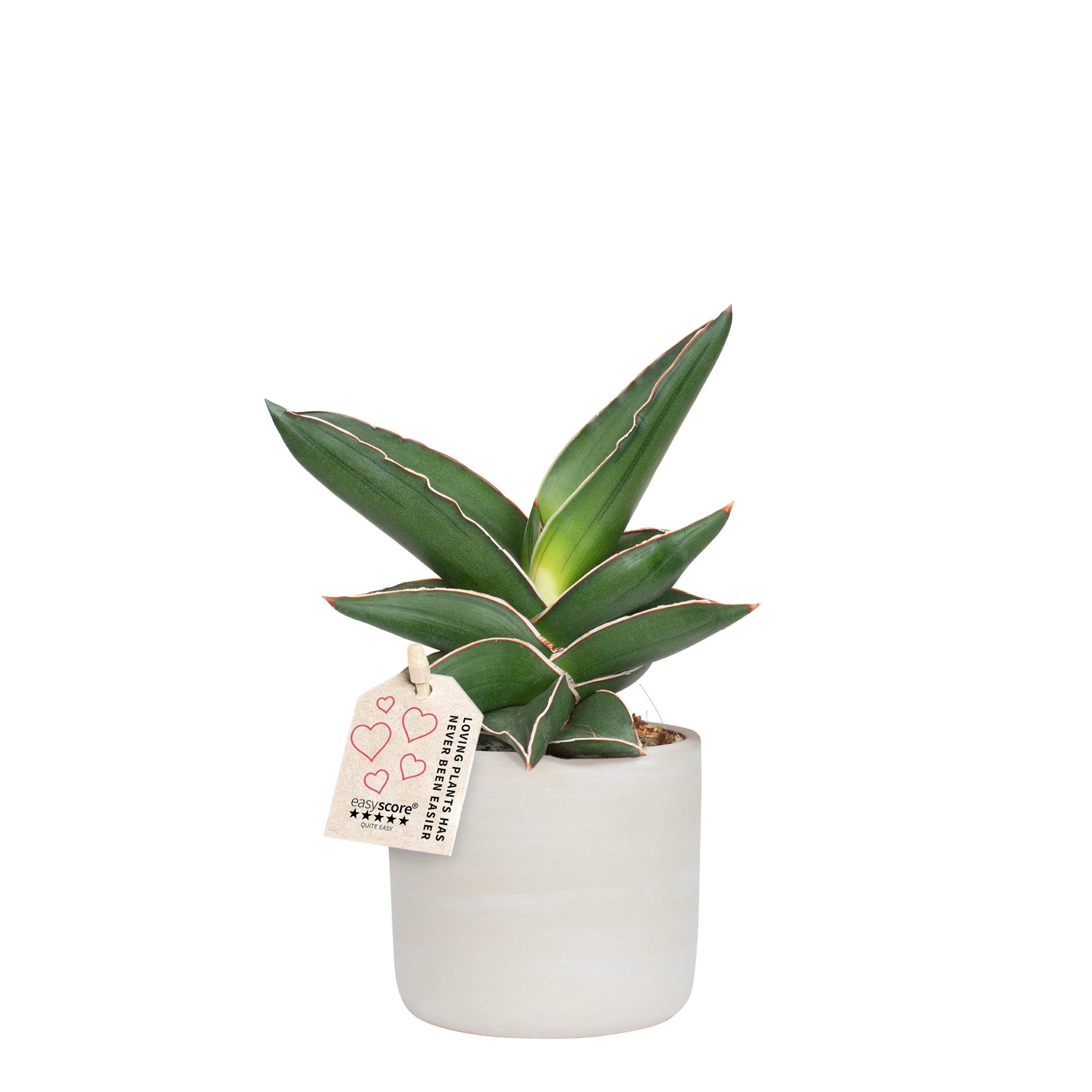 Raw Grey, Sansevieria ´Samurai´, D 10 cm Raw Grey, Sansevieria ´Samurai´, D 10 cm