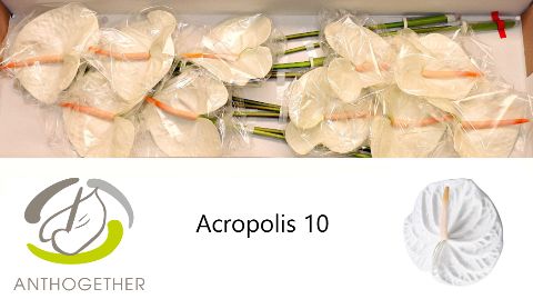 Антуриум Акрополис x10, шт. Антуриум Акрополис x10, шт.