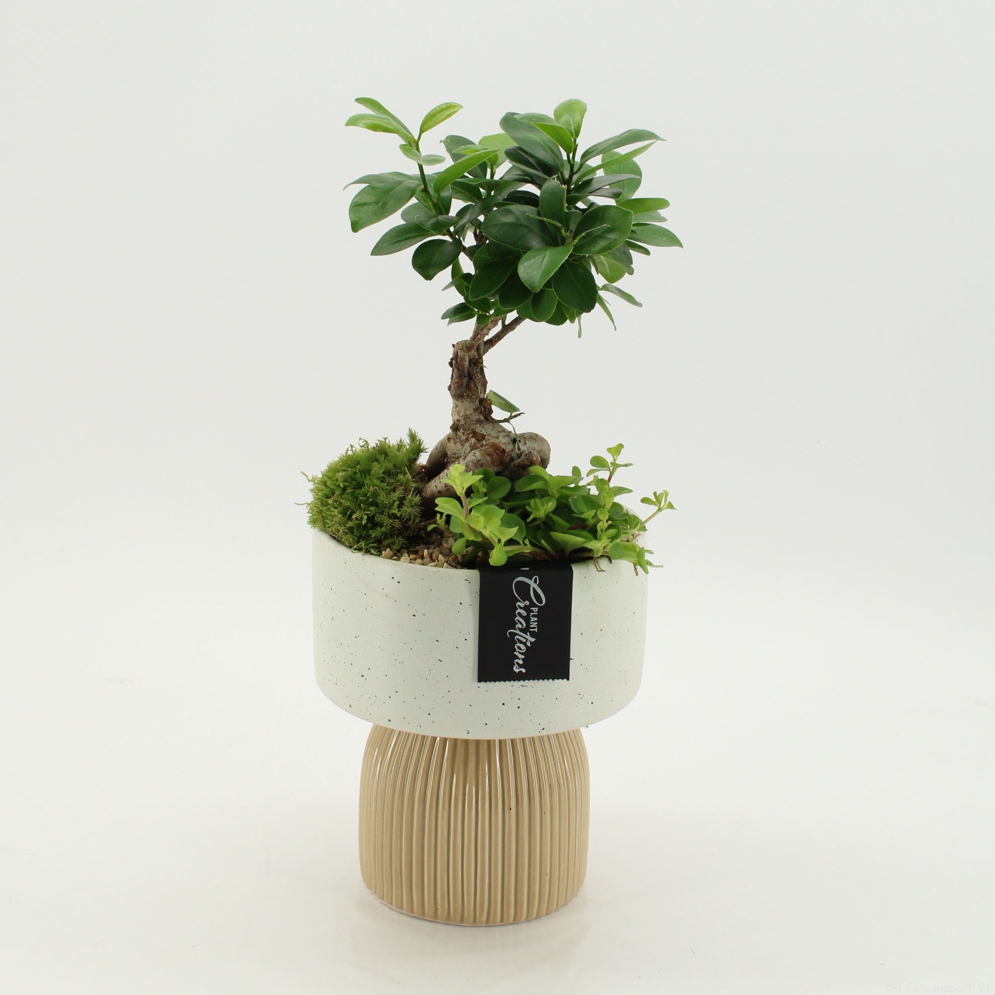 GRCR-2629 Green Essentials, D 16