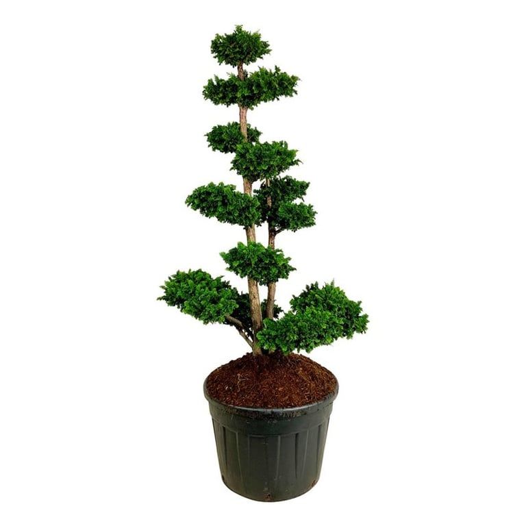 Chamaecyparis o. 'Teddy Bear', D 70