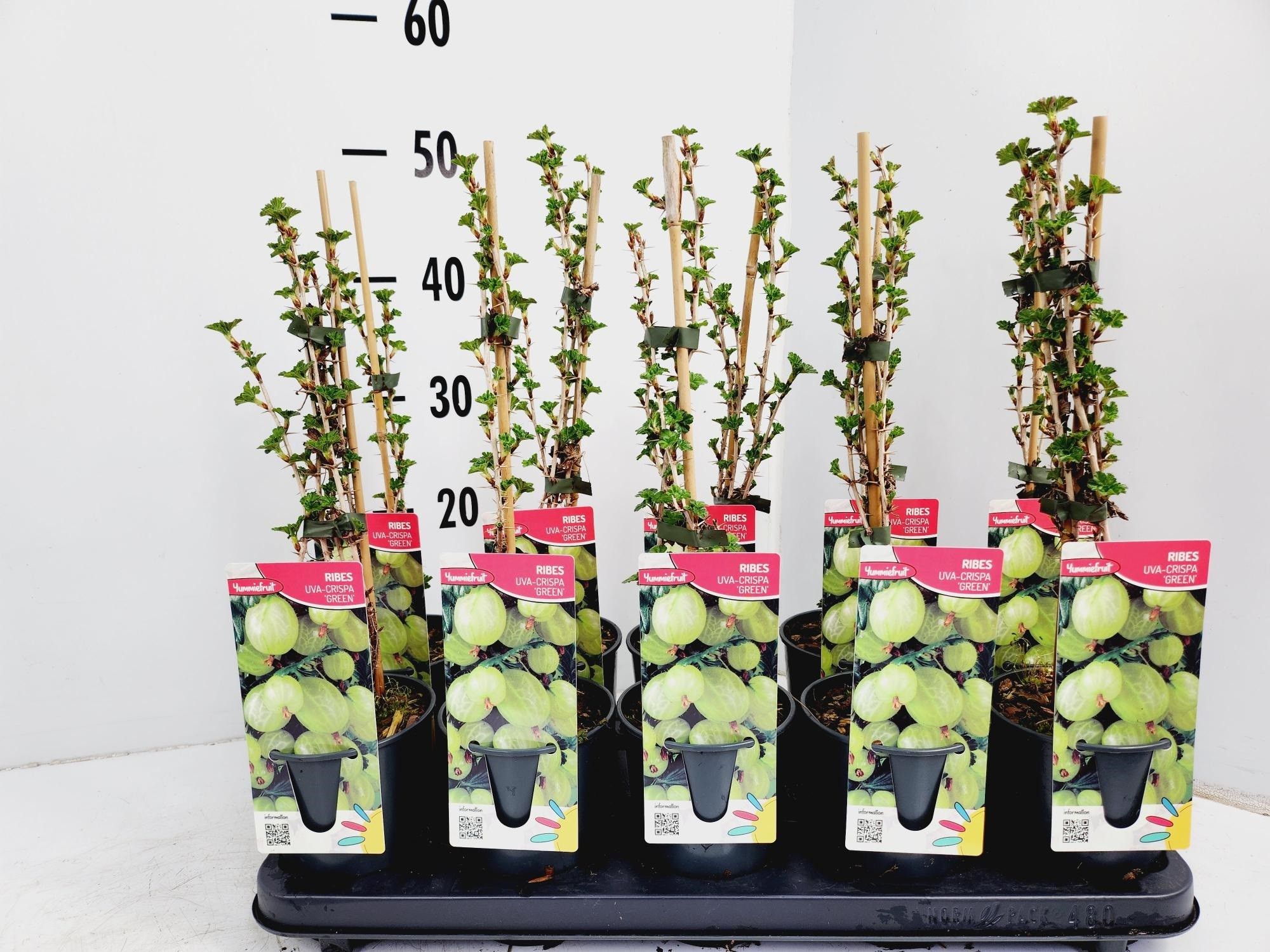 Ribes Green, D 12 cm