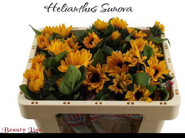 Гелиантус Санова 45, шт. Гелиантус Санова 45, шт.