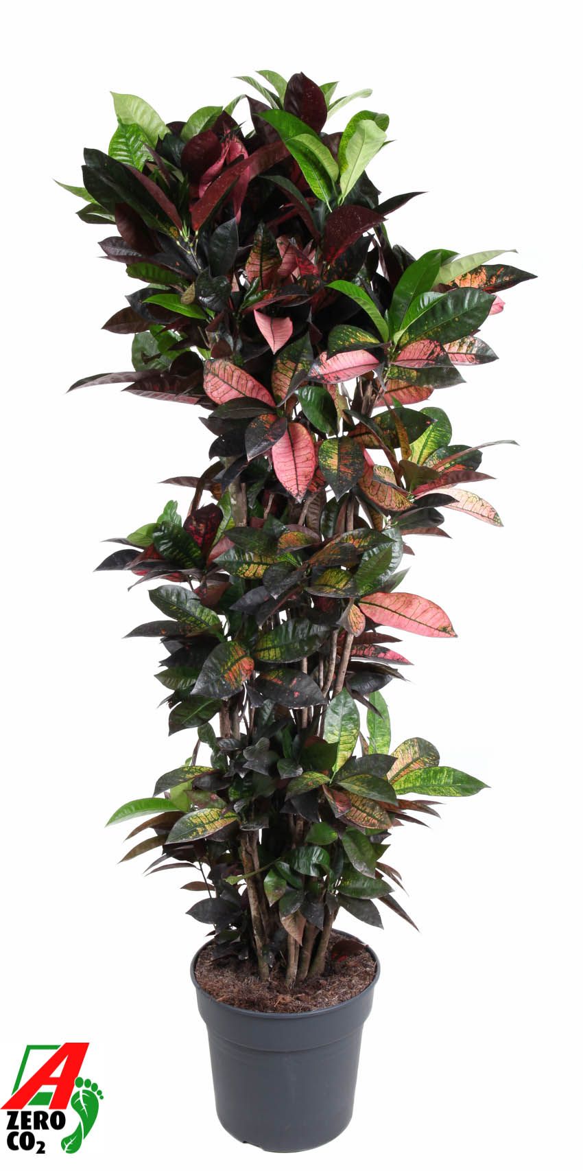 Codiaeum Mrs Iceton vertakt P34-180, D 34