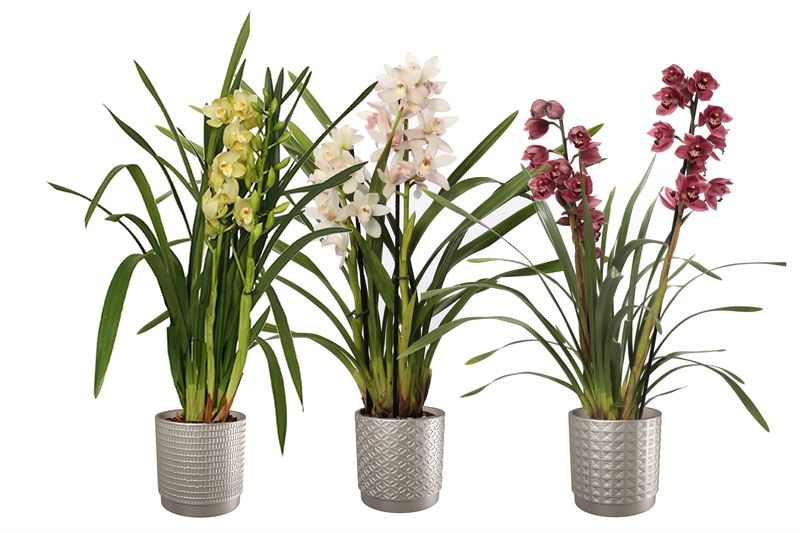 Sarah p12 silver mix Cymbidium mix 3T15+, D 12