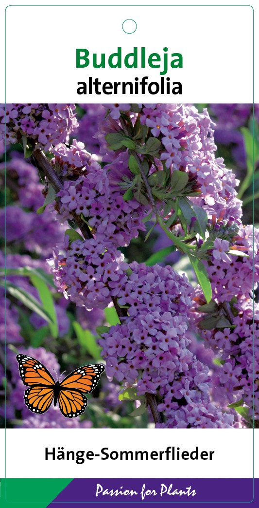 Buddleja alternifolia 60-80C5, D 23 cm Buddleja alternifolia 60-80C5, D 23 cm