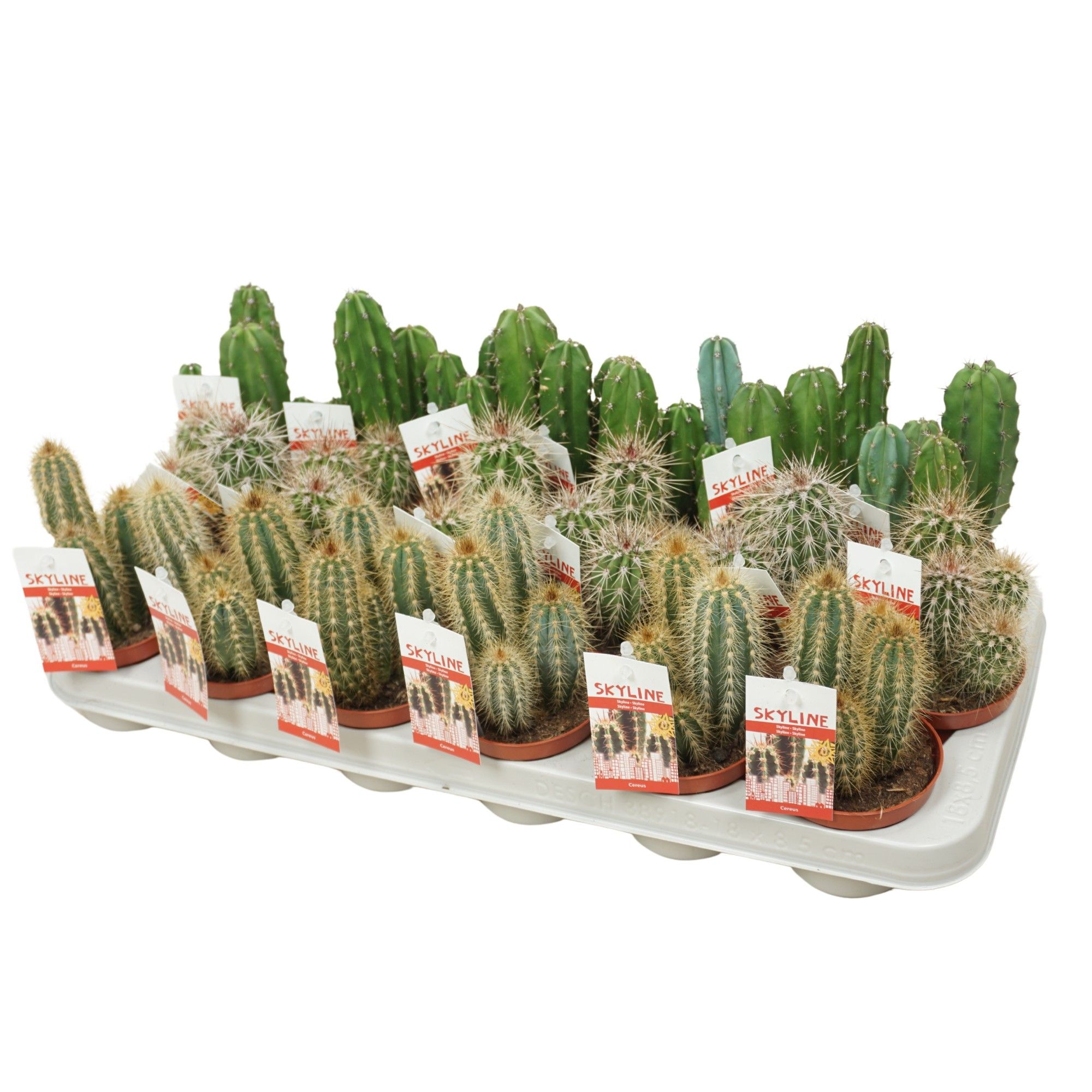 Cereus skyline 8,5 cm met etiket, D 8,5