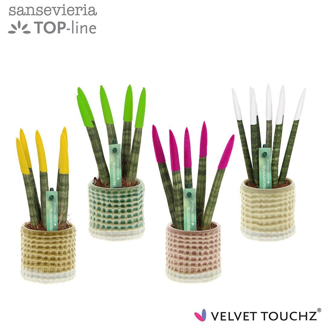 Sansevieria VELVET TOUCHZ® mix in pot Elsa, D 6