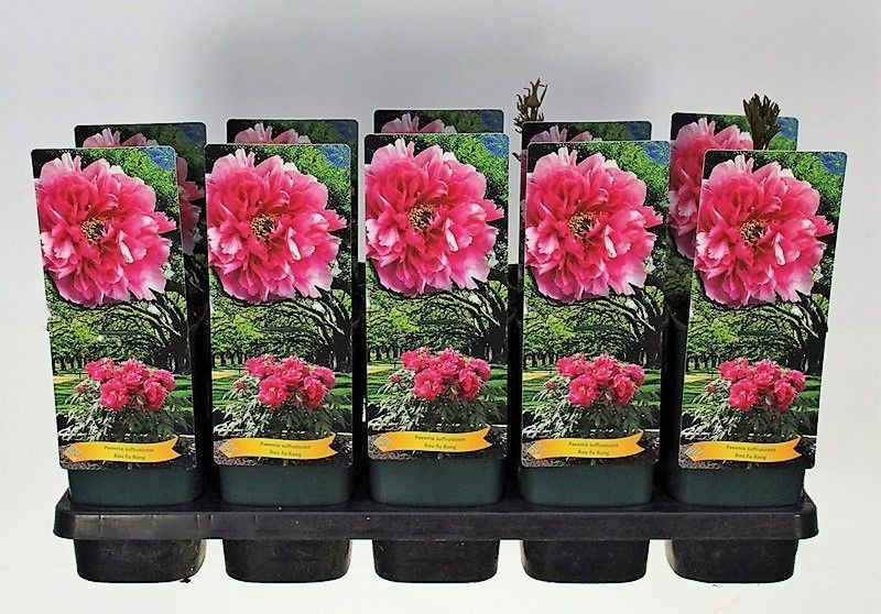 Paeonia Suffruticosa Rou Fu Rong P12 - 1 tak, D 14