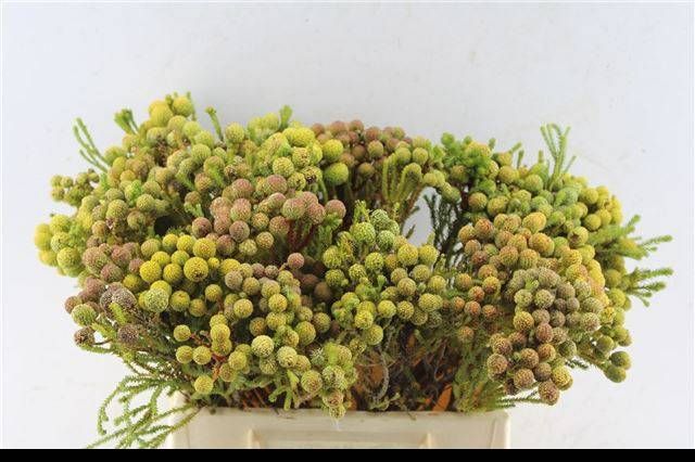 Берзелия Абротаноидес 40, шт.