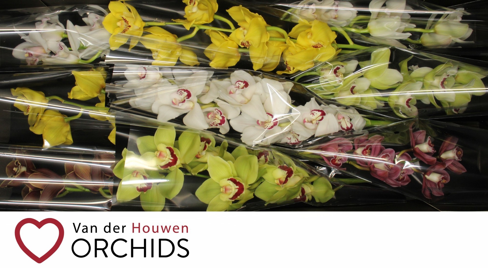 Цимбидиум Микс x9 60, шт.