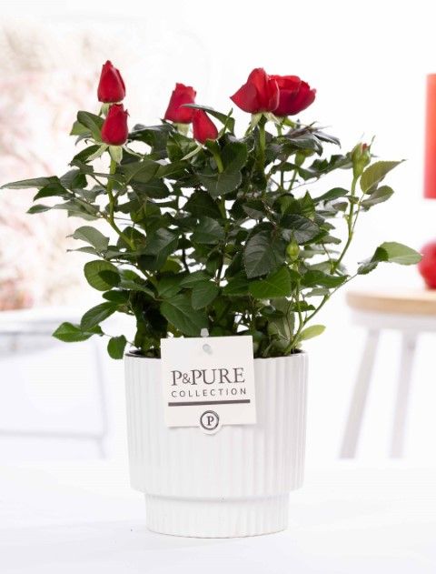 Rosa red in P&PURE Ivy ceramics shiny white, D 12