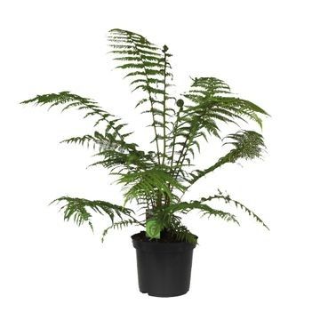 Dicksonia Antarctica (Tasmaanse Boomvaren), D 24