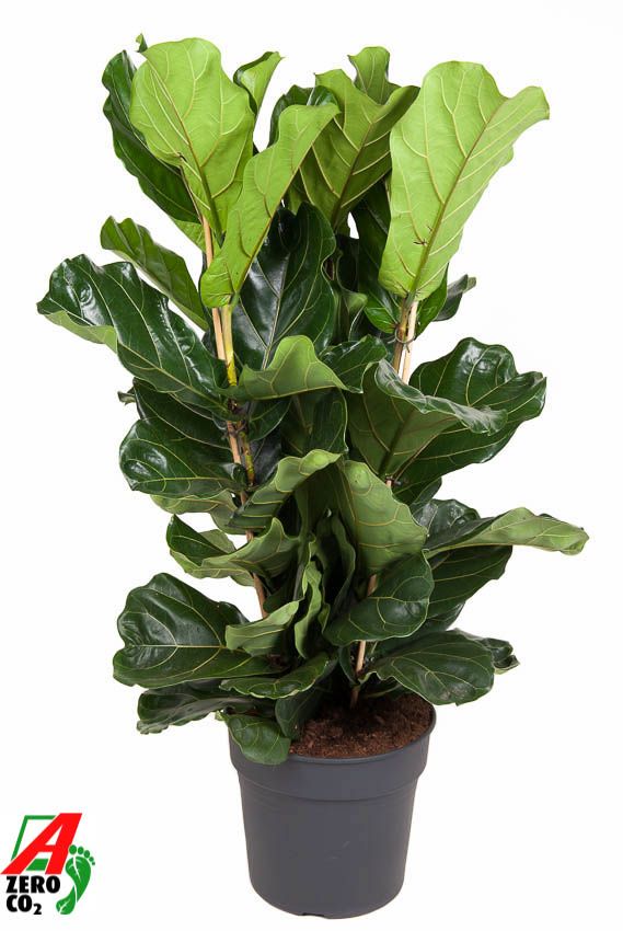 Ficus Lyrata 3PP P34, D 34